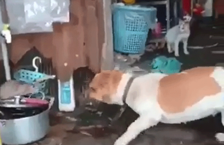 El perro intenta ir por la rata mientras el gato queda estupefacto