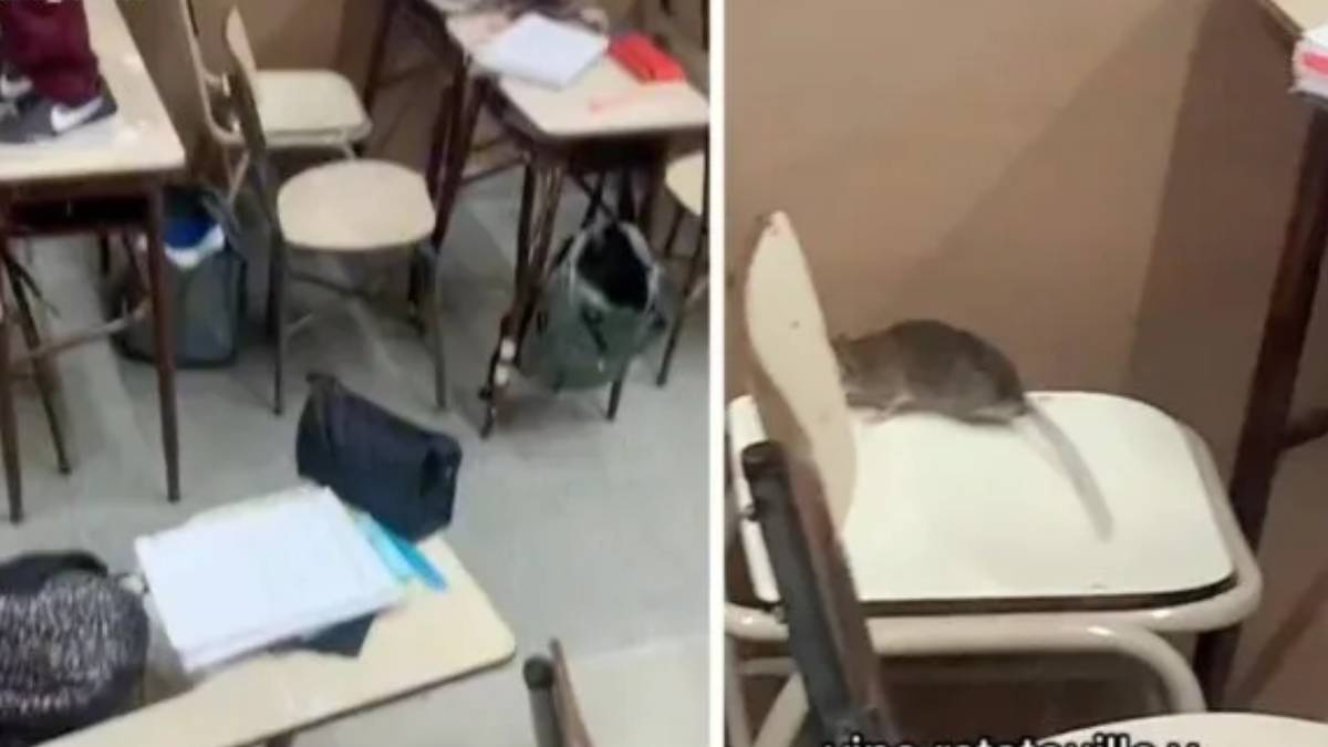 Una rata entró al aula, provocó caos entre los alumnos y los salvó de una prueba: “Vino Ratatouille”