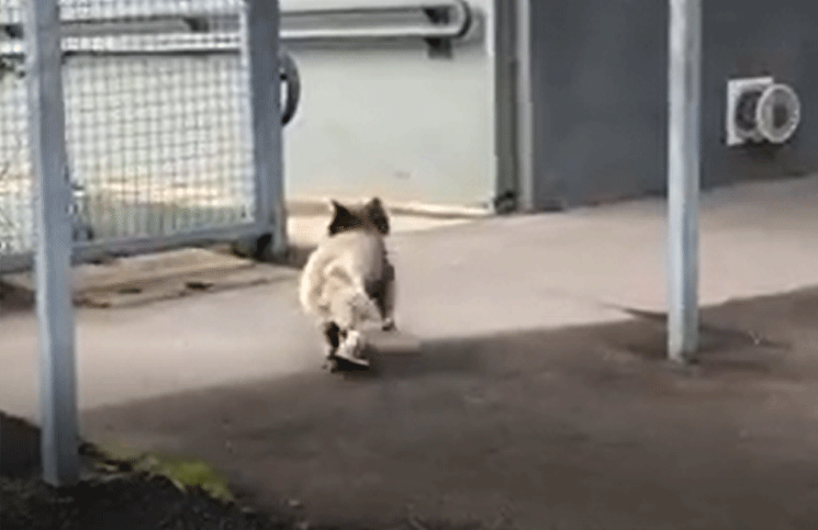 Viral un tierno Koala vistió la universidad en medio de la cuarentena