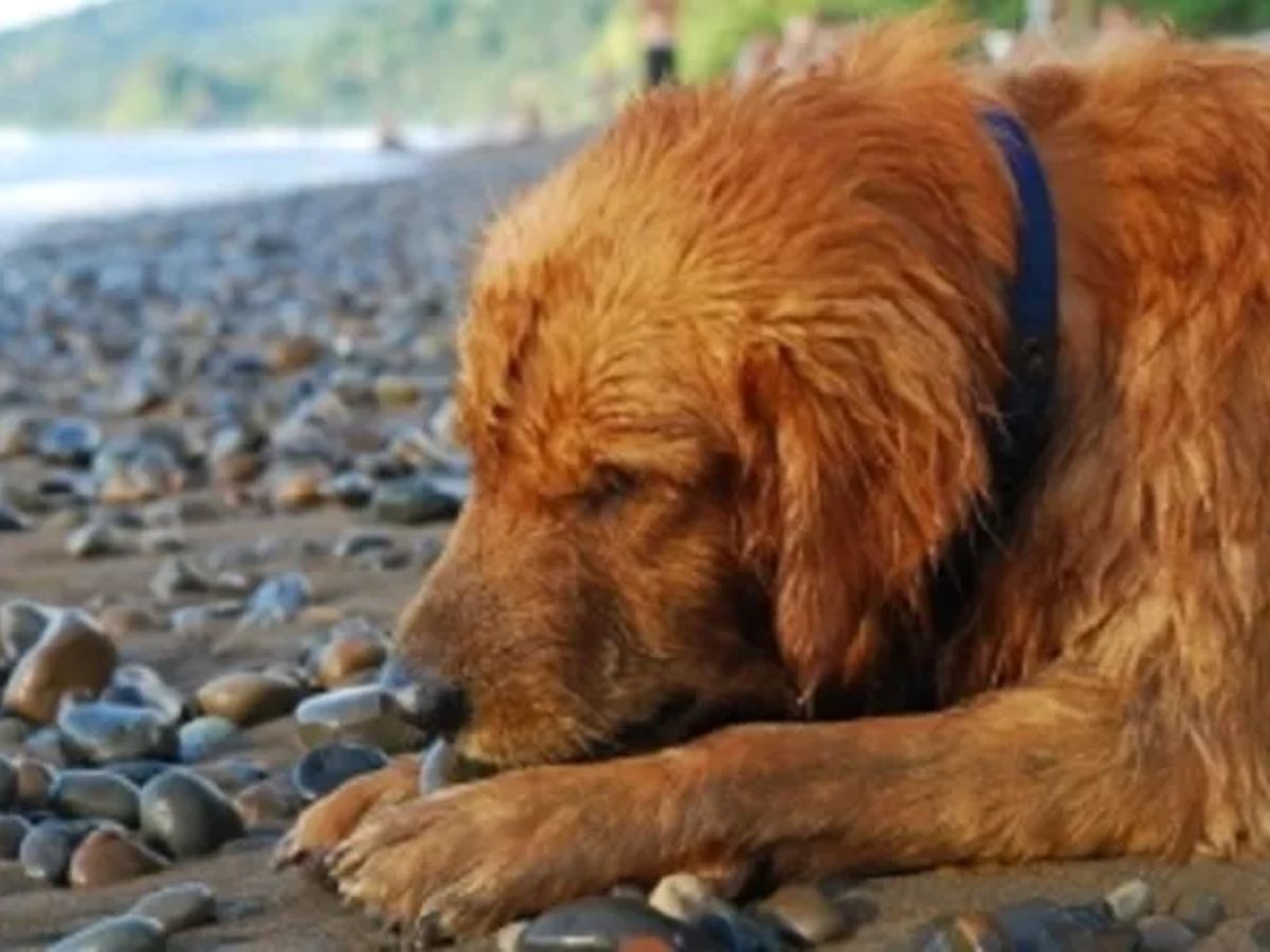 que pasa si los perros comen piedras