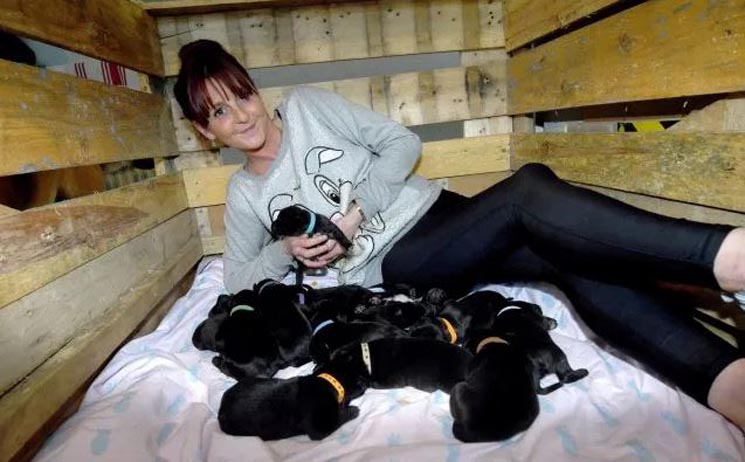 Una perra rompió todos los récords: dio a luz a una camada de...¡21 cachorros!
