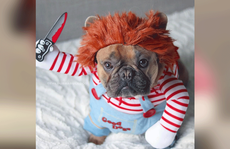 El gracioso perro que se cree “Chucky” y persigue (desquiciadísimo) con un cuchillo