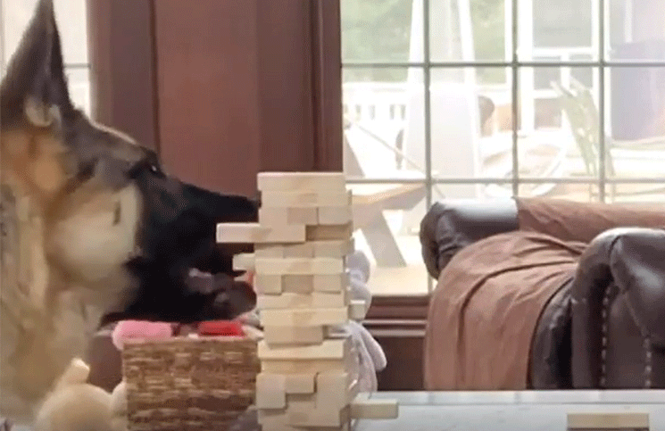 Viral una perra sorprende al jugar (como un humano) al Jenga con su dueño