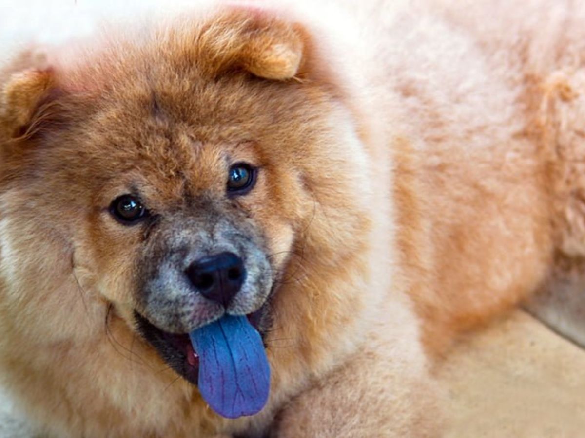 razas akita vs chow chow comparar y contrastar