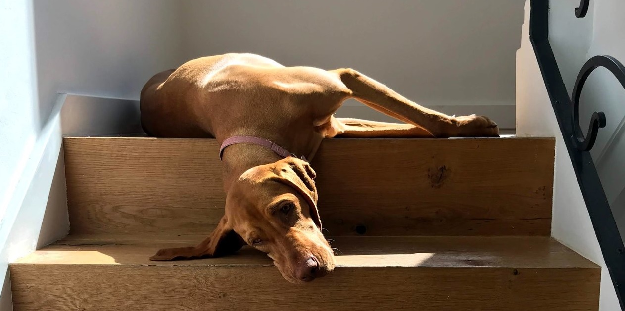 Subir y escaleras puede traer consecuencias fatales para tu perro |