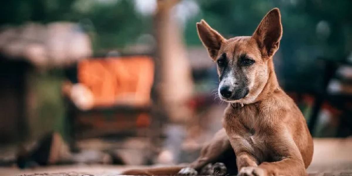 Estudiantes de veterinaria crearon cuchas ecológicas para los perros de la calle