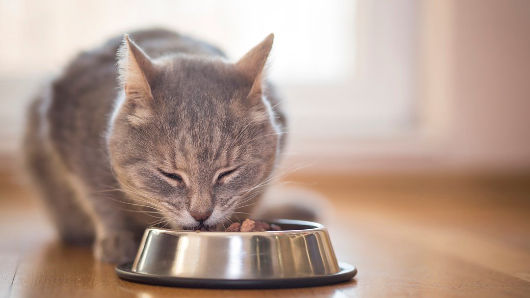 Video: un gato con "mandíbula de goma" come como si no hubiera mañana |  Radio Mitre
