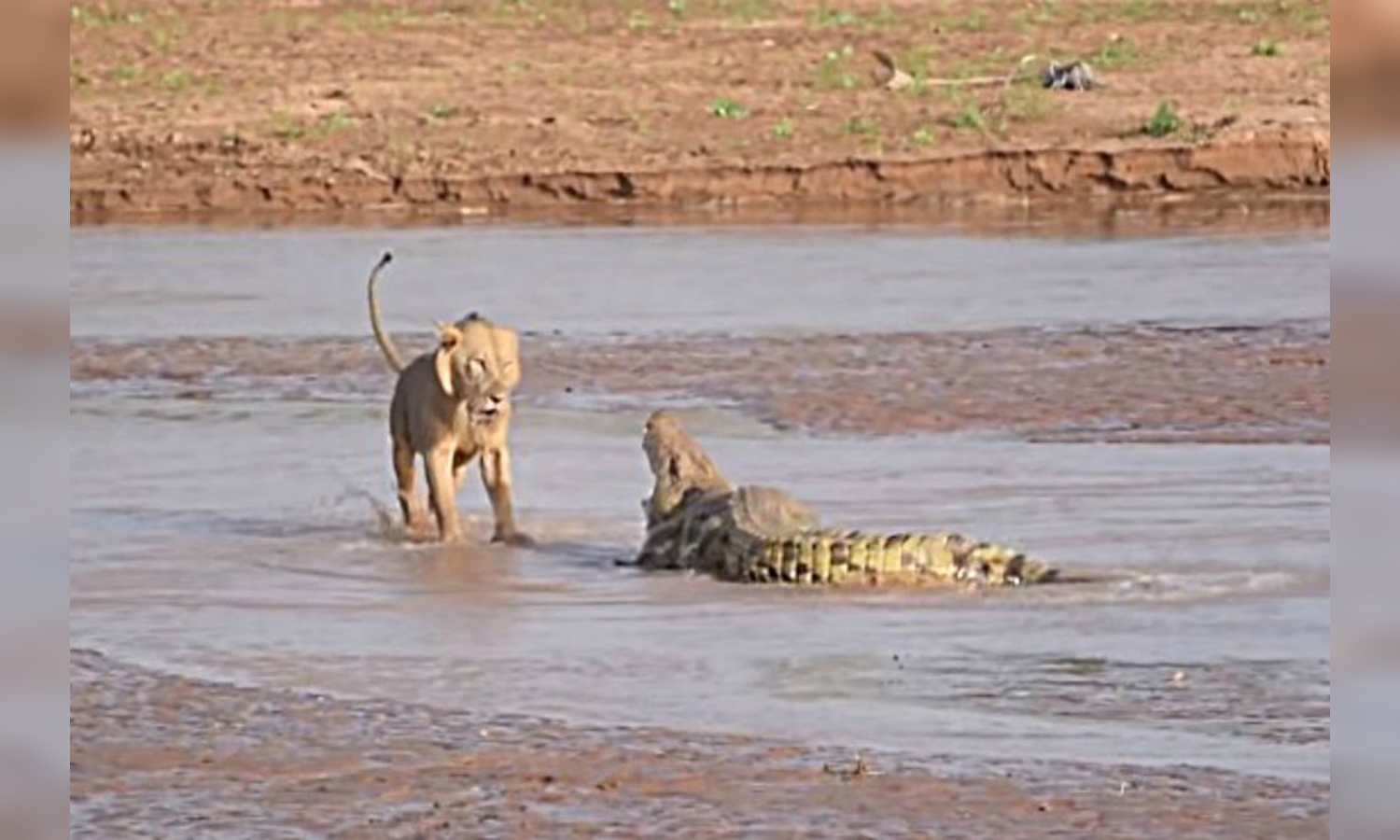 Tres leones se enfrentaron a un cocodrilo que increíblemente logró  sobrevivir al ataque | Radio Mitre