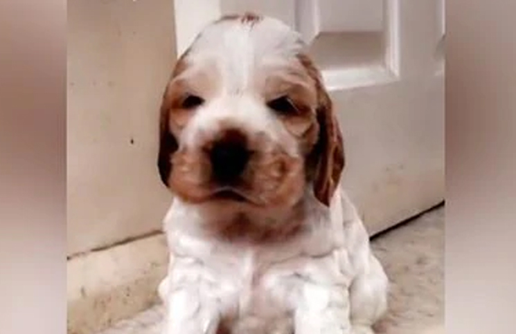 Video: Adoptó un perro cocker (chiquito) y resultó ser de otra raza (enorme)