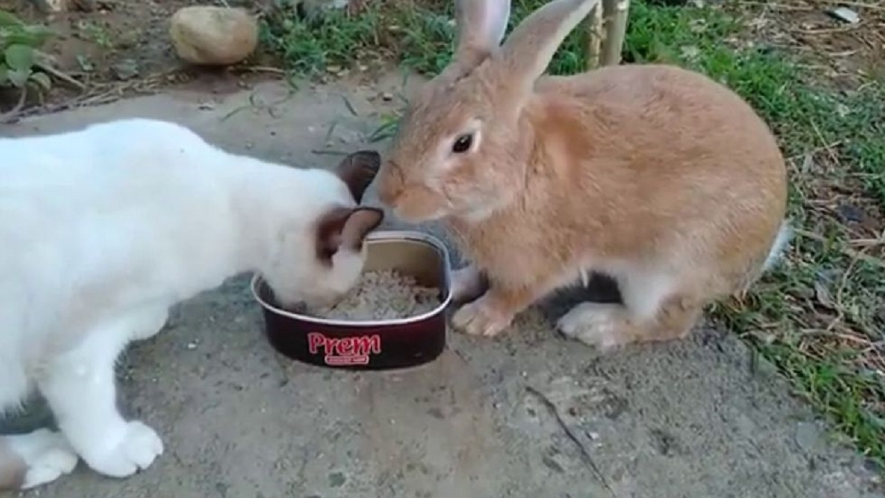 Video | La amistad más tierna entre un gato y un conejo que comen juntos