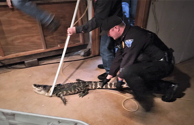 Los policías rescataron al caimán que retuvieron 25 años en el sótano de un particular.  