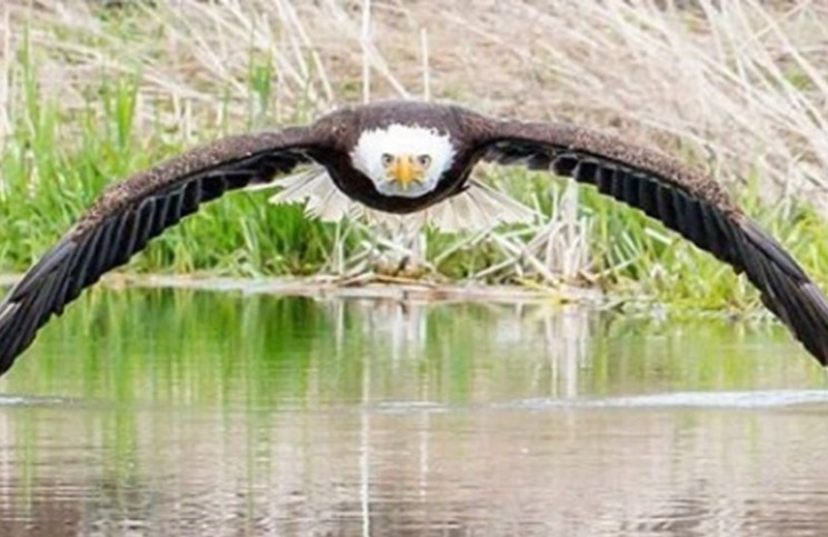 La impresionante foto de un águila volando sobre el agua que estalló en las  redes | La 100