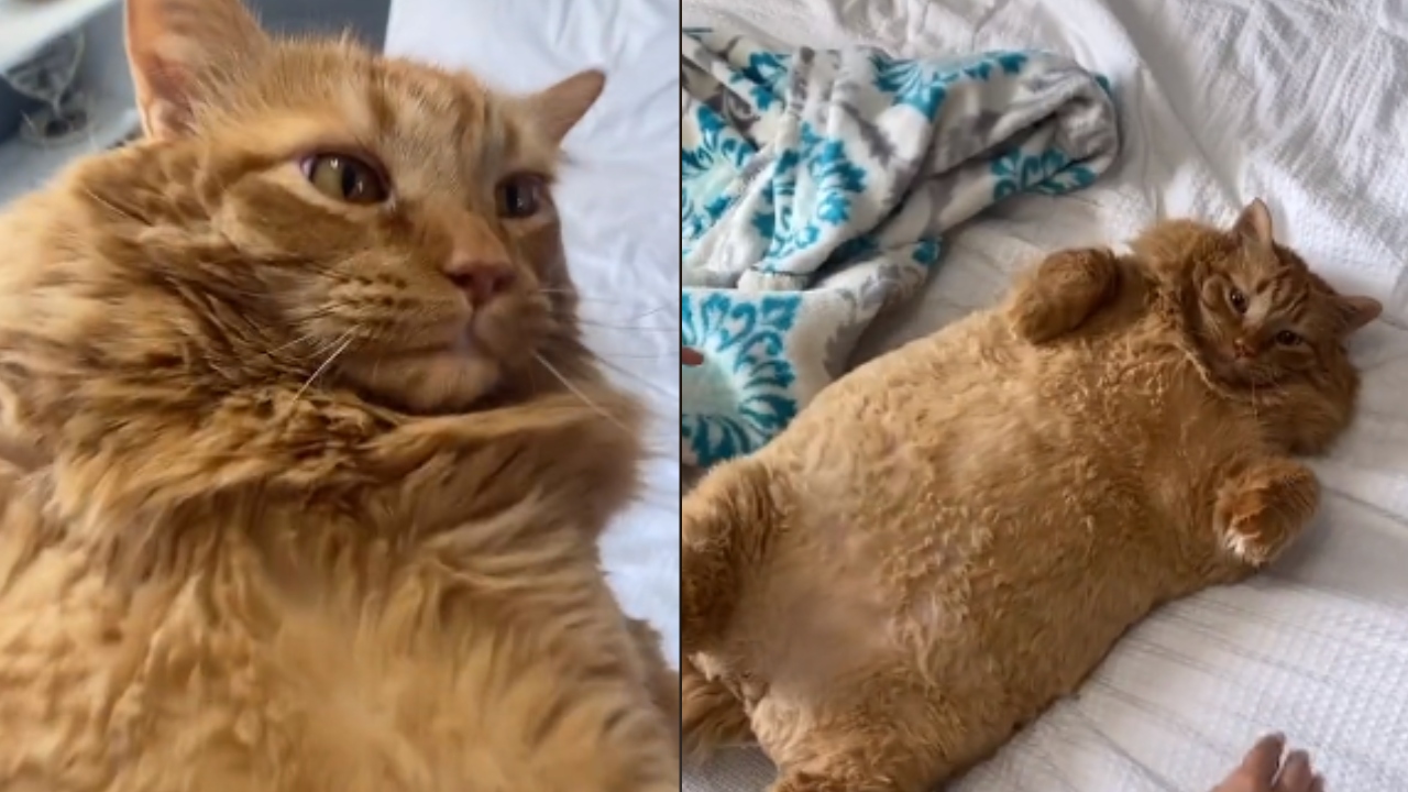 La historia de Leo, el gato gigante que sorprende por su tamaño