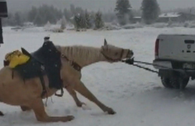Maltrato animal: arrastraron a un caballo en la nieve con una camioneta