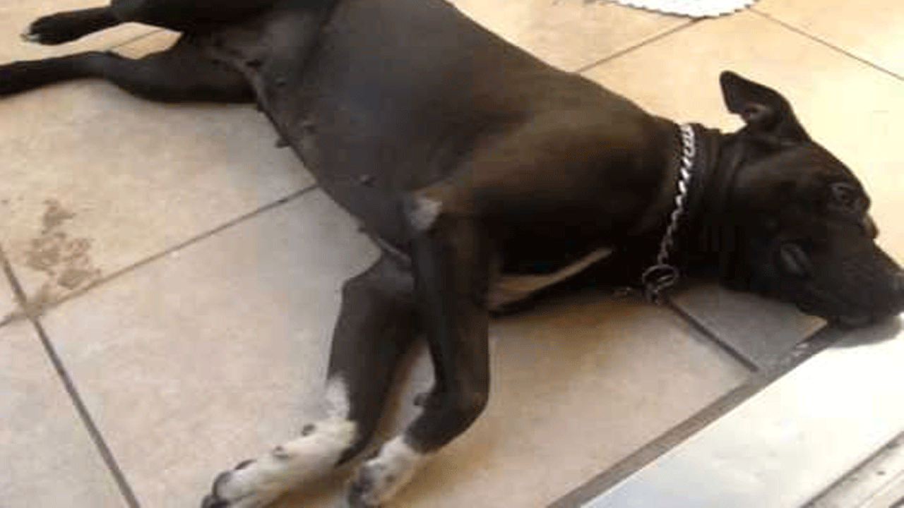 Ex policía recibió un mes de prisión por golpear salvajemente a su perra