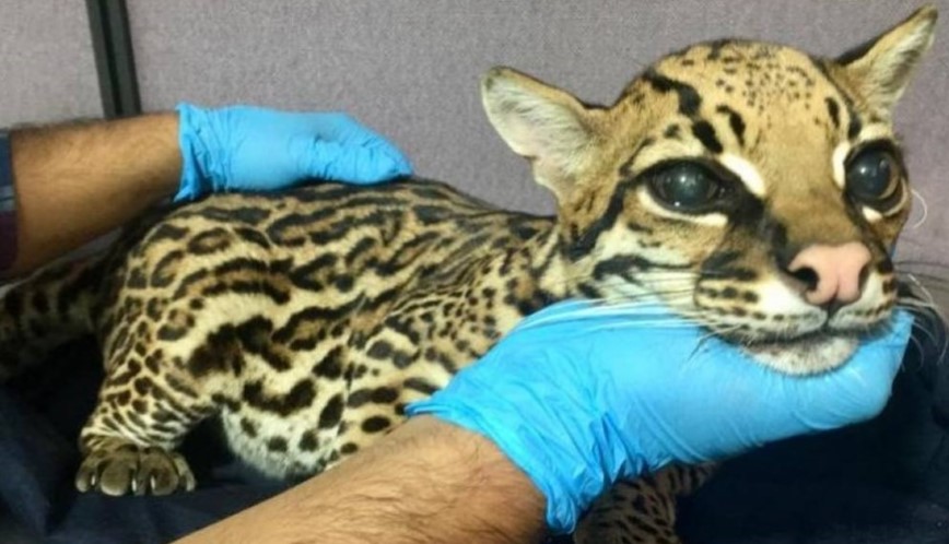 Brutal y aberrante: le amputaron los colmillos a un leopardo para tenerlo como mascota