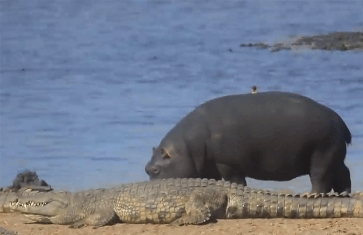 VIRAL  Hipopótamos ayudan a dos pájaros para que no sean devorados por los cocodrilos