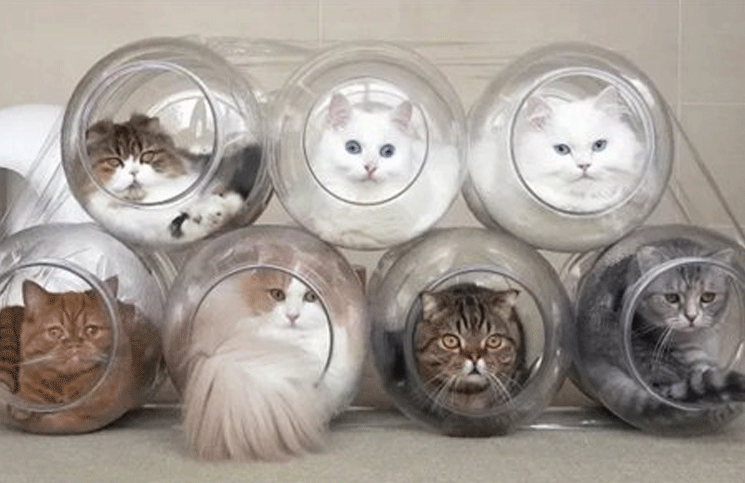 Los 7 gatos que enternecen con sus videos en YouTube