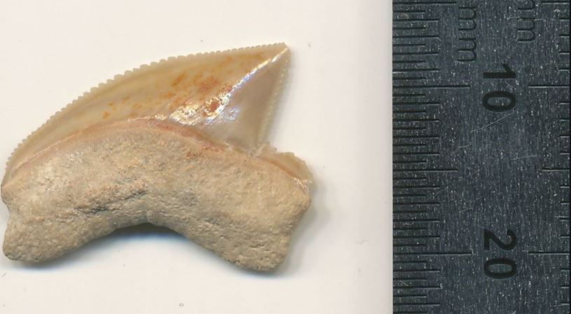 Encuentran dientes de tiburón con forma de cuchillos afilados de hace 80 millones de años 