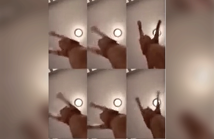 Viral el hipnótico video de un gato haciendo una coreografía