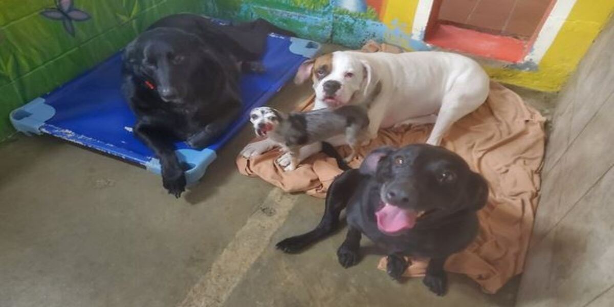 Desgarrador: cuatro perros quedaron “huérfanos” tras la muerte de sus dueños y buscan nuevo hogar