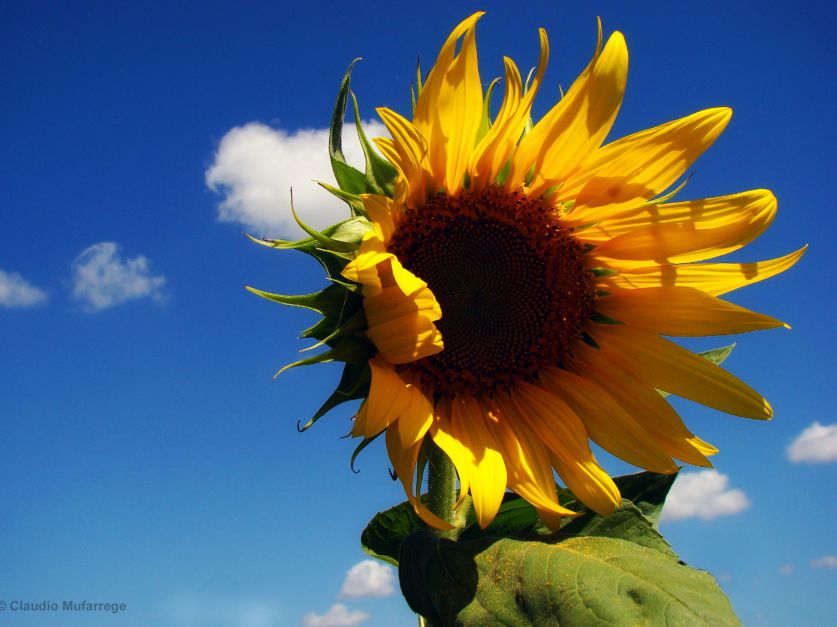 Buenas perspectivas para el girasol | mitreyelcampo