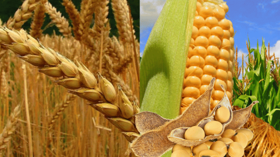 Podría haber una campaña récord en maíz, según estimaciones de la Bolsa de Cereales