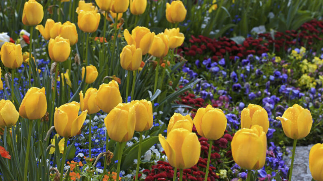 El significado de las flores amarillas: lo que se dice cuando te las  regalan | Mia FM