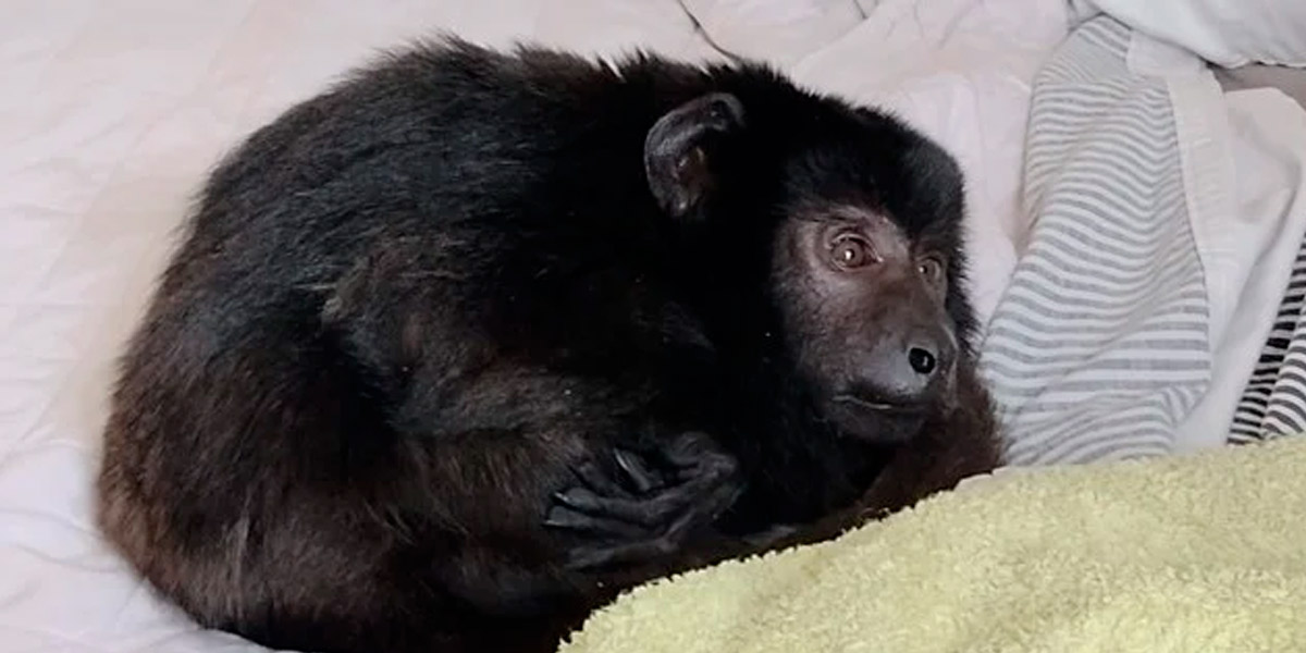 “Le faltan dientes, está desnutrido y se arrastra”, el mono rescatado en Belgrano no podrá volver a su hábitat