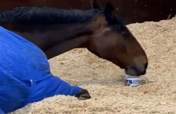 Viral | Un caballo policial se rehúsa a trabajar si no le sirven su taza de té caliente