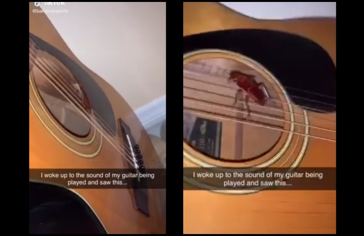 Video: encontró una cucaracha tocando su guitarra, la grabó y se volvió viral 