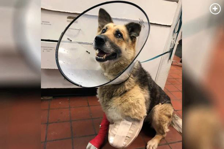Brutal caso de maltrato animal: un perro terminó comiéndose su pata tras ser encadenado por su dueño
