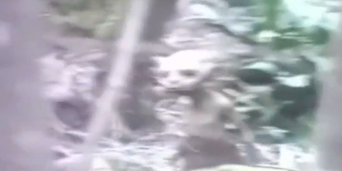 Escalofriante: filmaba en un bosque y pasó corriendo un alien, Crónica