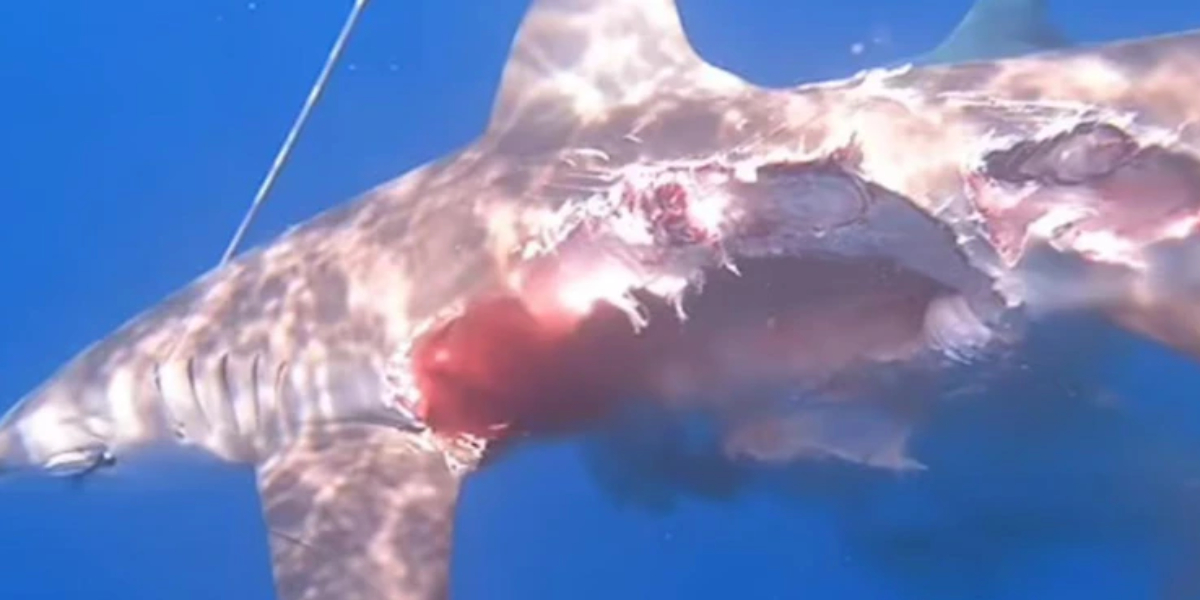 Captan un “tiburón zombie” nadando luego de perder la mitad de su cuerpo 