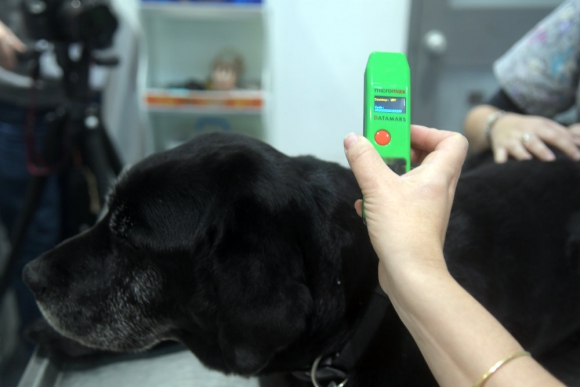 Video | Ahora podes identificar a tu mascota por medio de un microchip