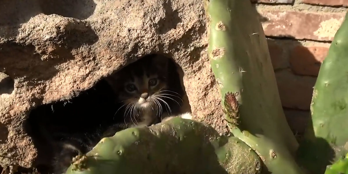 Video: escucharon ruidos que salían de una roca y rescataron cinco gatitos