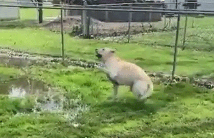 Viral | el tierno momento en el que una perra ciega descubre un charco