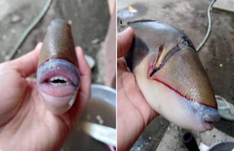 Como Se Le Llama Al Conjunto De Peces