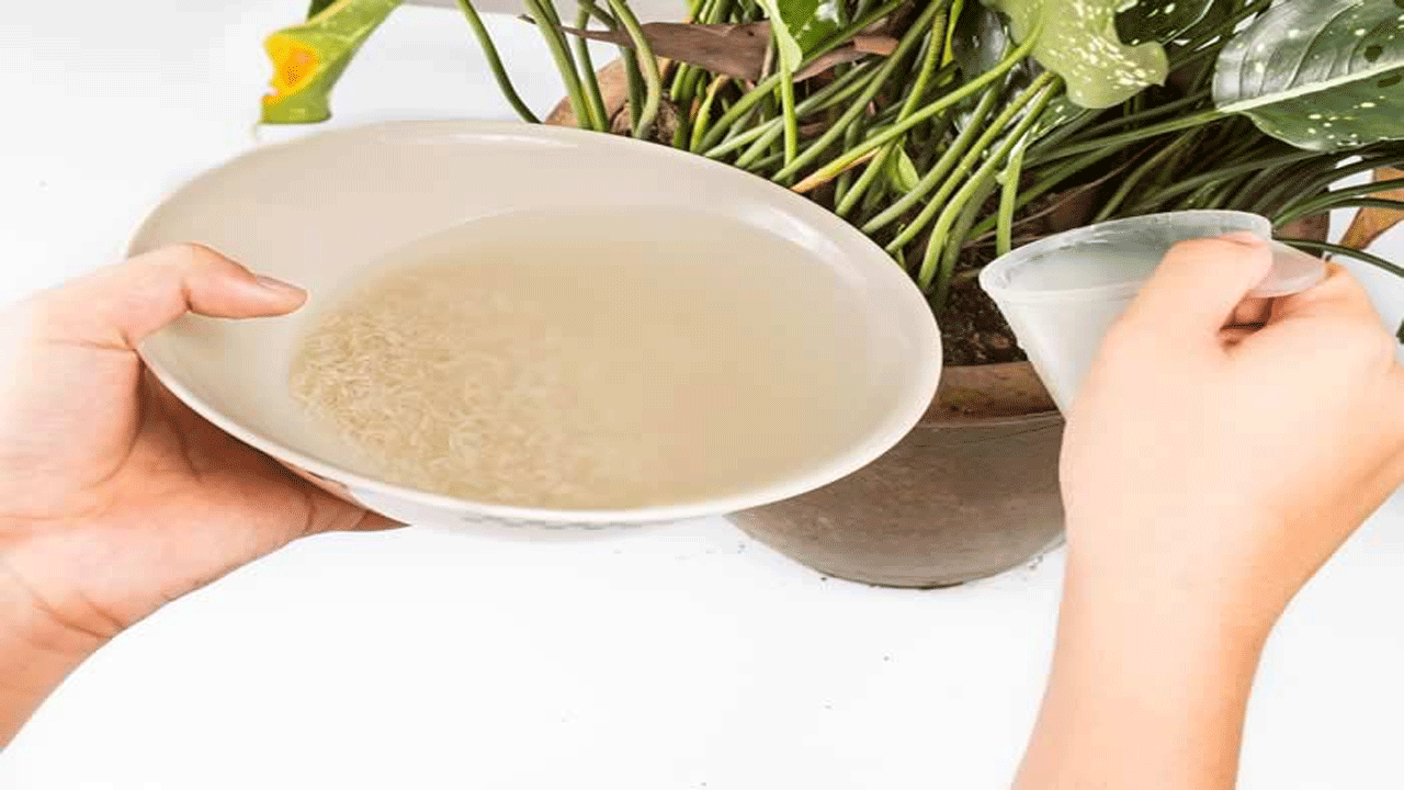 Los beneficios de regar las plantas con agua de arroz