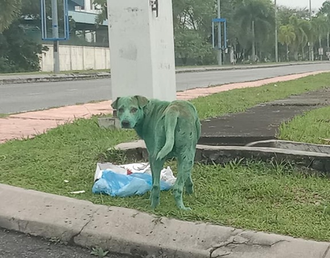 Encuentran un extraño perro de color verde comiendo basura en la calle