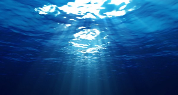 El increíble hallazgo en el fondo del mar que maravilló a cientos de  investigadores | Radio Mitre