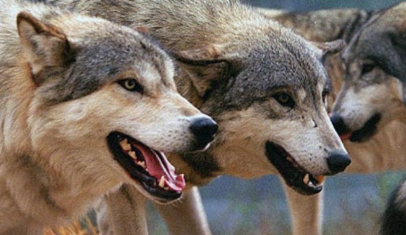 Una jauría de lobos atacó salvajemente a un ternero en el Valle de Valdeón  | Radio Mitre