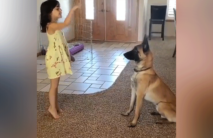 Viral el divertido video del perro que juega a las escondidas (y cuenta) con su pequeña dueña