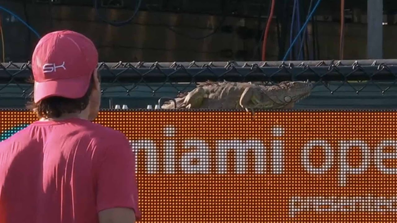 ¿Quería jugar? Una iguana detuvo un partido del Miami Open