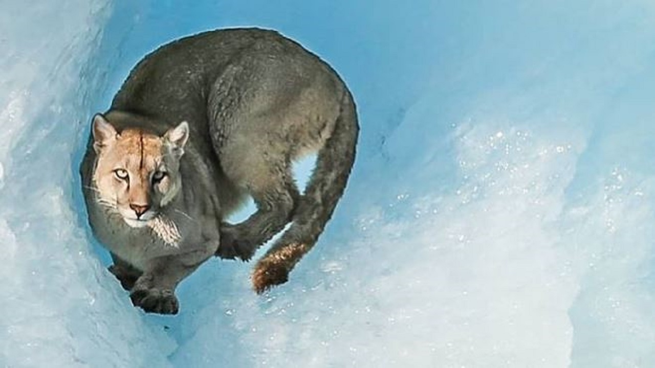 Encontraron a un puma sobre un iceberg en El Calafate: por qué no fue rescatado