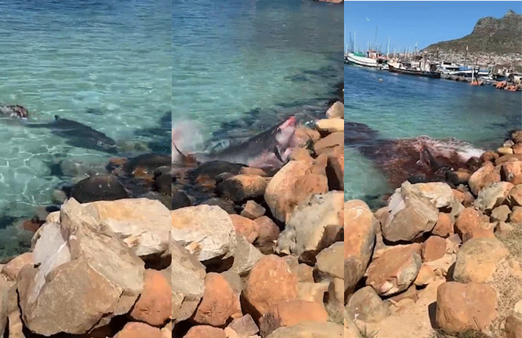 Video: la curiosa reacción de un cachalote tras ser atacado por un lobo marino
