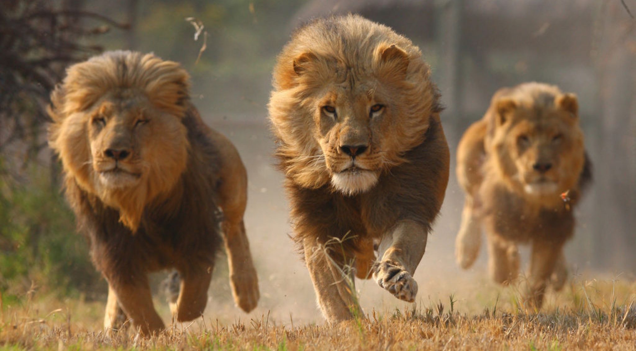 Una manada de leones atacó y devoró a un cazador furtivo | Radio Mitre