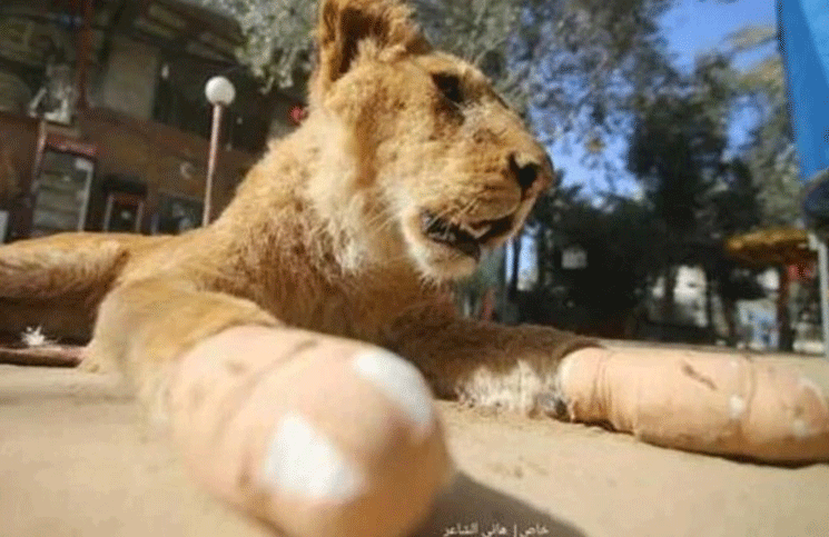 Una leona fue amputada en un zoo de la Franja de Gaza