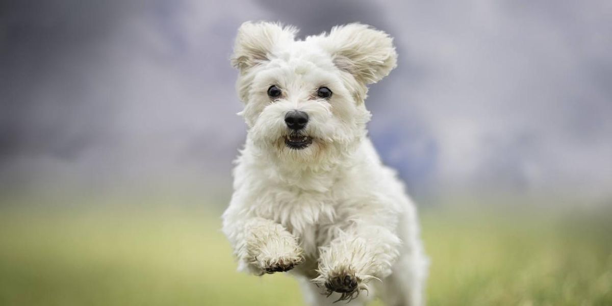 cómo corren los perros tan rápido