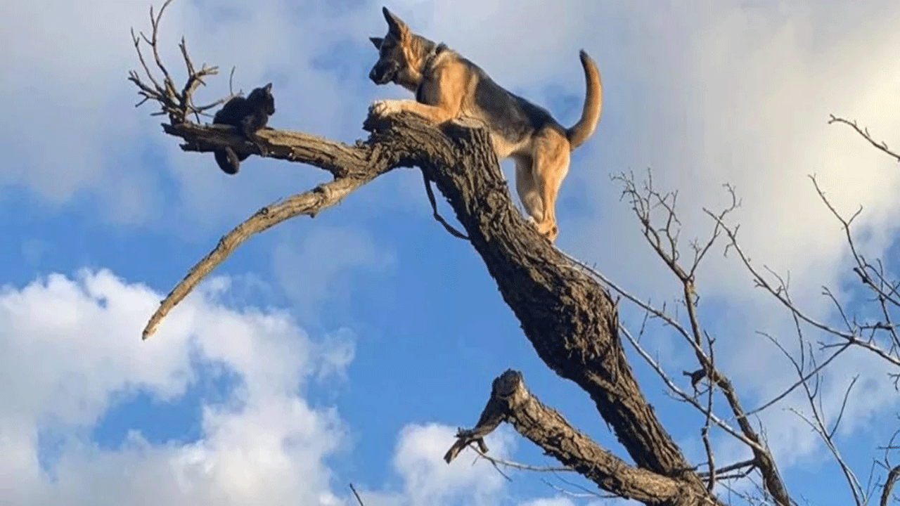 Un perro perseguía a un gato y ambos terminaron subidos al árbol